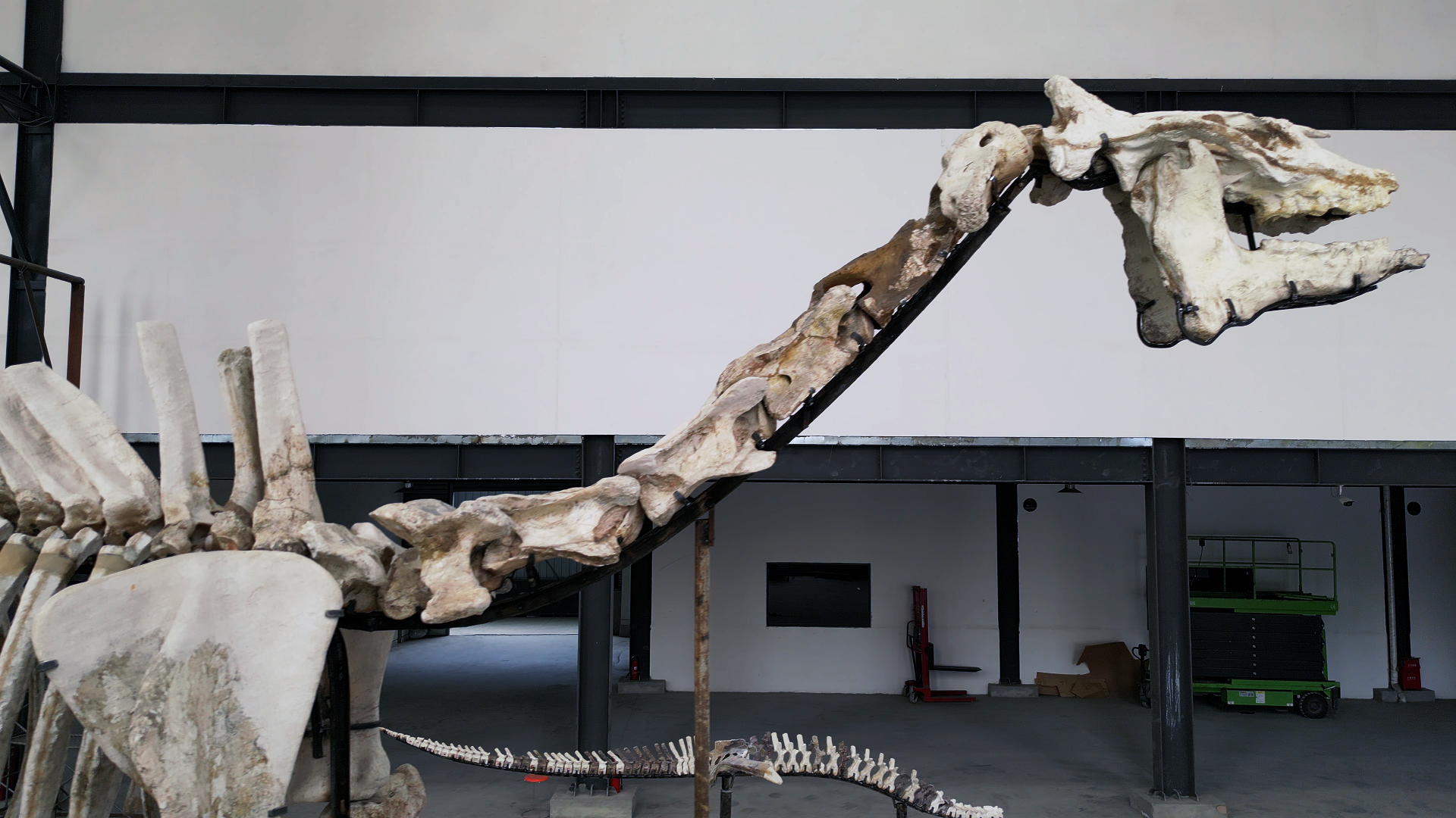 巨犀骨架图片