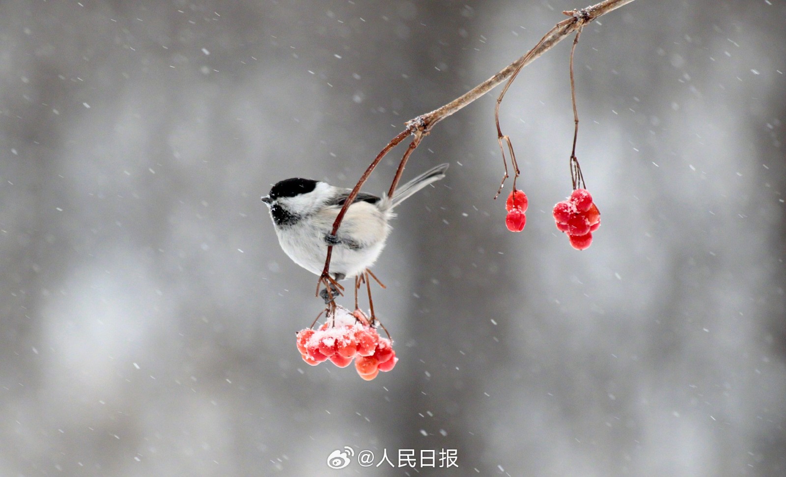 雪中鸟儿啄食红果美如国画